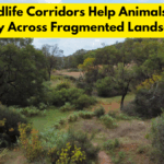 How Wildlife Corridors Help Animals Migrate Safely Across Fragmented Landscapes